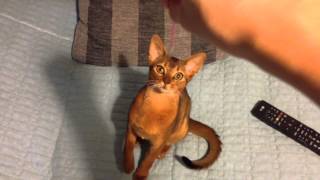 Funny abyssinian cat))