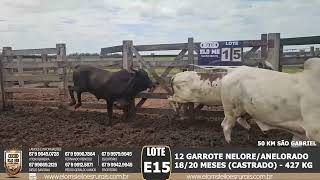 LOTE E15