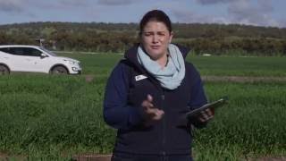 MyCrop oats - crop diagnostic app | Department of Agriculture and Food WA