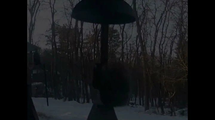 Trail Cam Squirrel Fails