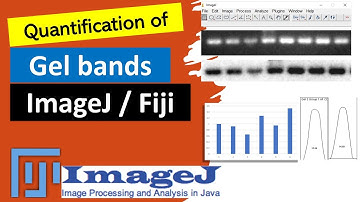 Quantify bands with ImageJ | Western blot analysis on SDS-PAGE  |Quantify band intensity with ImageJ