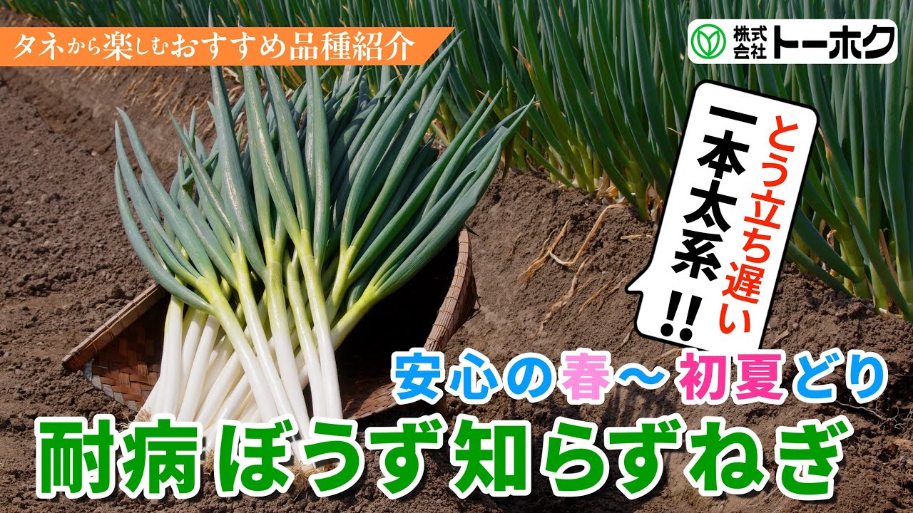 耐病ぼうず知らずねぎ - YouTube