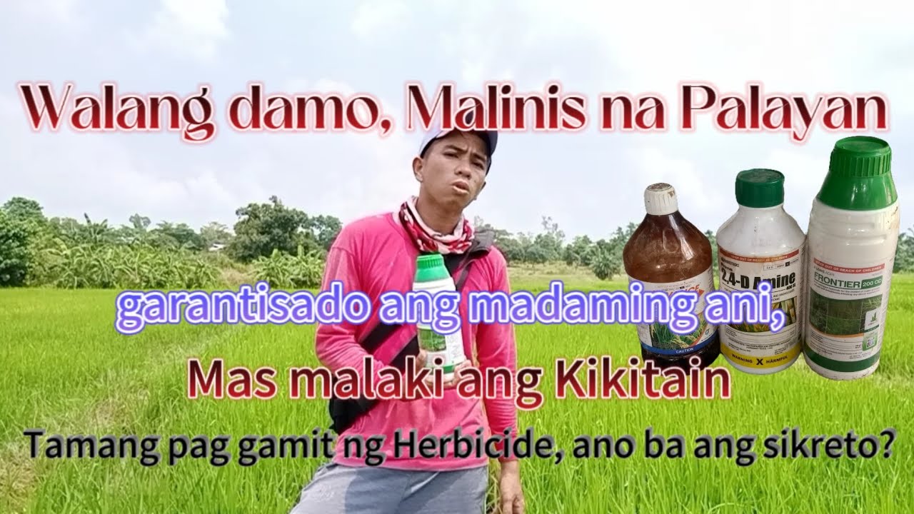 Tamang pag gamit ng advance at frontier herbice sa ating palayan. #magsasaka #palayan #herbicides