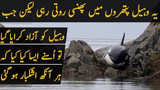 Whale Stuck Between Rocks Was Rescued by the Researchers