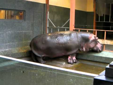 Hippo @ Antwerp Zoo