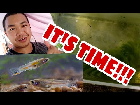 Video: How To Transplant Guppy Fry