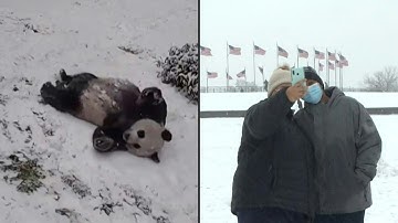 Pandas and residents play in snow-covered Washington | AFP
