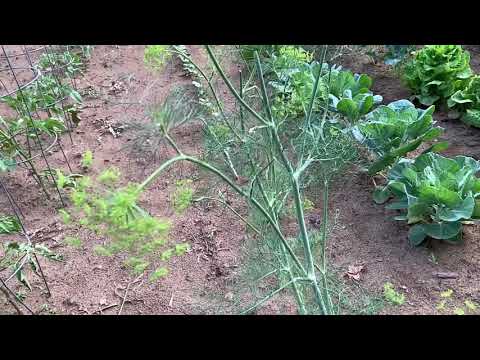 Video: How To Dry Dill Properly