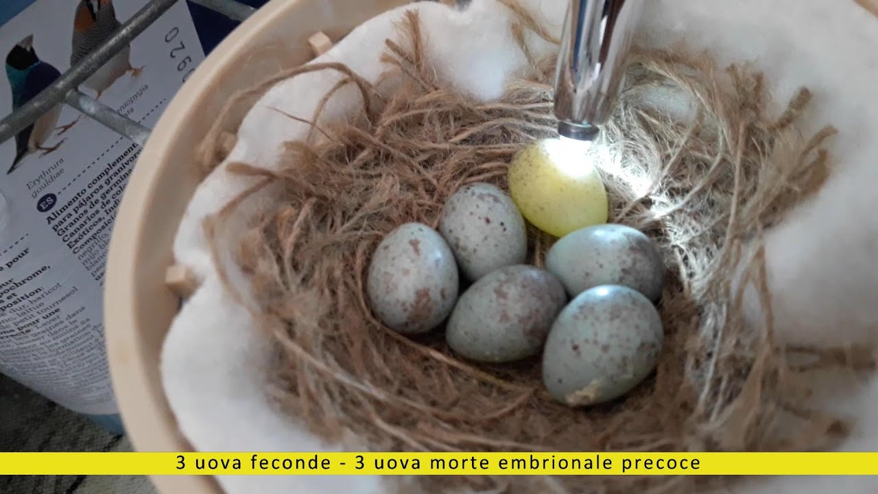 Canary Team - Morte embrionale, saperla riconoscere...