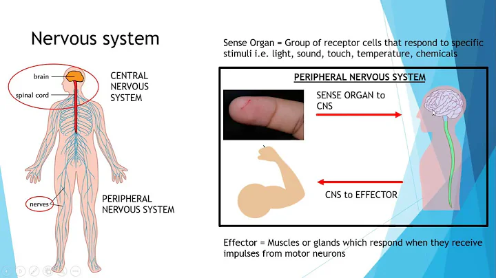 IGCSE BIOLOGY REVISION [Syllabus 14] Nervous System