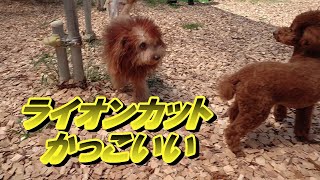 【おでかけ】かっこいい犬がいました【ﾄｲﾌﾟｰﾄﾞﾙ こたつの部屋】