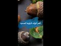 أهم فوائد البلوط الصحية 