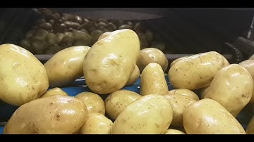 Processing and Packing Line for Potatoes - Novatec