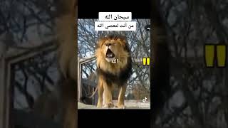 سبحان الله الخالق العظيم حيوانات تقول الله #حملة توصيل القناه1000 مشترك يا ابطال