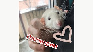 Разговорное видео о канале. Канал о крысах дамбо Влог/Vlog #52