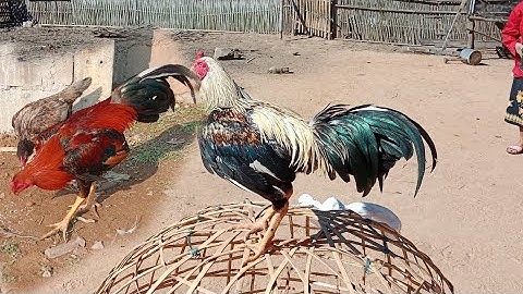 Coj peb mu saib Tij nomxwm thiab kuv cov qaib sib ncaws