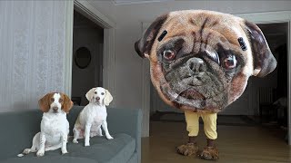 Dogs vs Giant Pug Prank! Funny Dogs Maymo & Potpie Surprised by Talking Dog