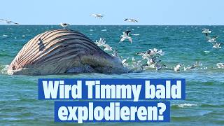 🔴 WAL TIMMY droht zu platzen – er bläht sich immer weiter auf | BILD LIVE