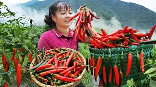 Harvesting Spicy Chili (CHI THIEN) Goes To Market Sell - 2 Years Building Farm | Tiểu Vân Daily Life