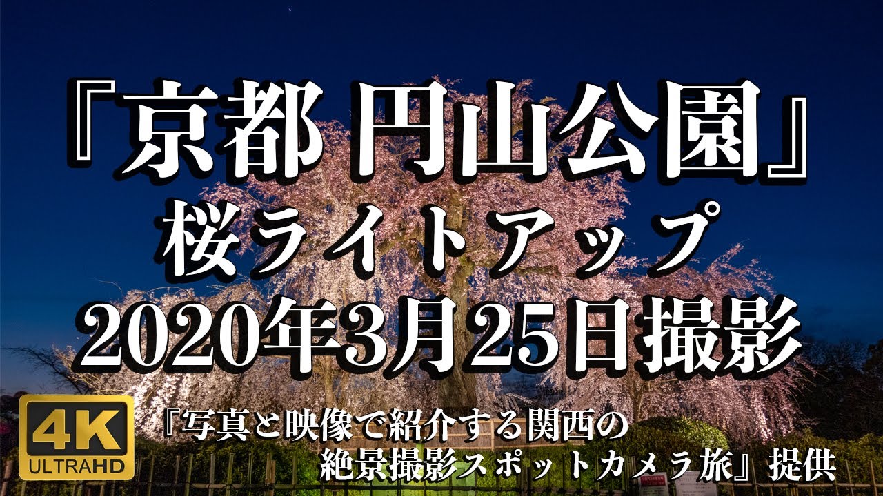 年3月25日撮影 京都府 円山公園のしだれ桜のライトアップ Youtube 年3月25日撮影 京都府 円山公園のしだれ桜のライトアップ Youtube