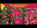 RED MARGUERITE DAISY | Argyranthemum