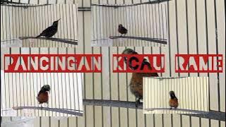 Pancingan Kicau Konin Rame ampuh menaikan emosi dan birahi
