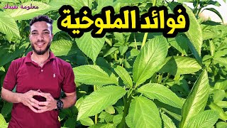 هل تعمل ان فى الملوخية الخضراء فوائد صحية عظيمة و10 امراض تقى منها الملوخية 