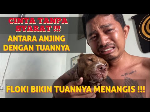 MENGHARUKAN !!! CINTA TANPA SYARAT ANTARA ANJING DENGAN TUANNYA - KING FLOKI BIKIN TUANNYA NANGIS