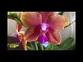 Неожиданный завоз  сортовых орхидей  в Экофлору 17 мая 2021г.  Бабочки, пелорики, трилипсы, обычные)