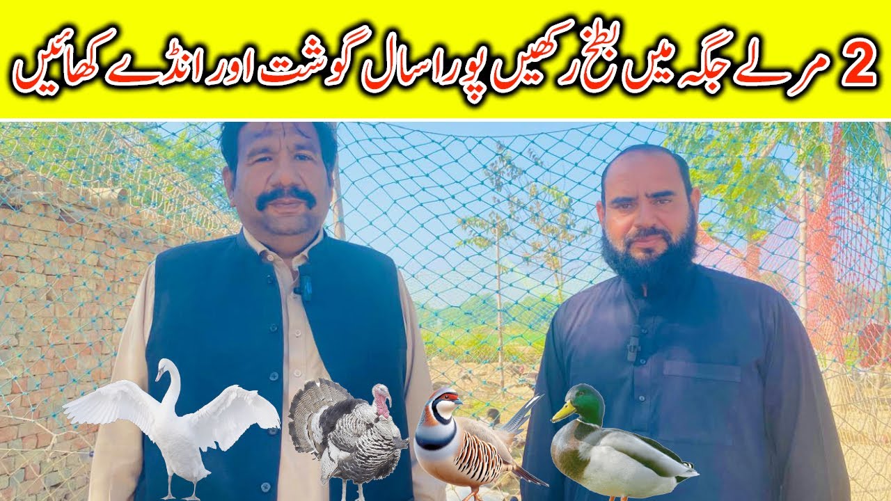 Start a Fancy bird farm (and Make Millions) in Pakistan in 2025|Agri Consultancy Official