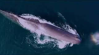 Hymne Partai Bulan Bintang 2025