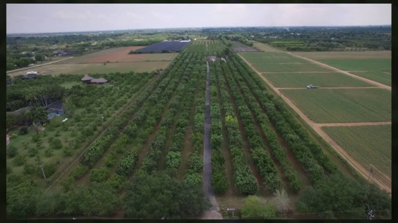 mango farm for sale houses in redlands YouTube
