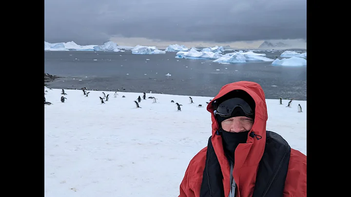 Gentu Penquins in Antarctica