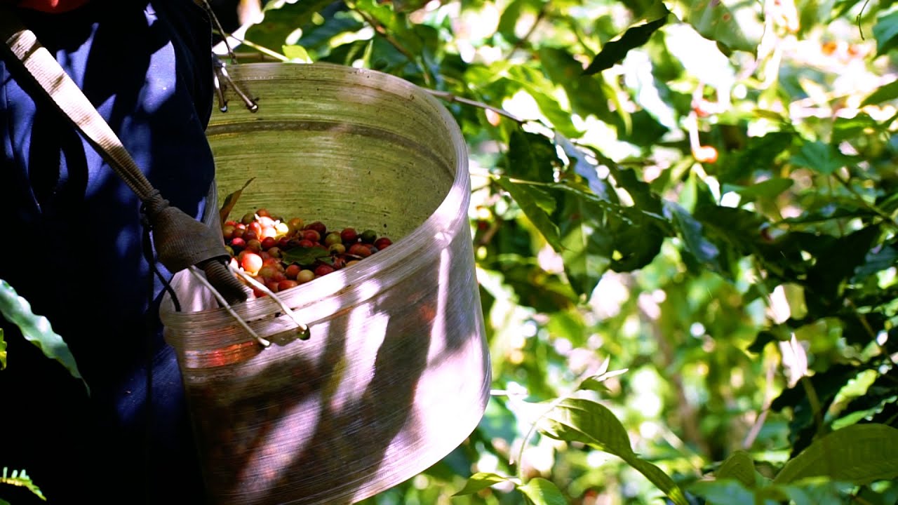 Designing a More Ergonomic Coffee Picking Basket Using 3D Printed Recycled Plastic