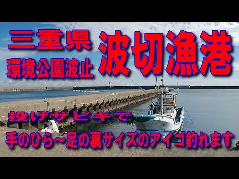 #130三重県波切漁港環境公園波止伊勢志摩方面に来ると必ず竿出す漁港手のひらから足の裏大サイズアイゴ釣れます竿だし方向道の駅伊勢志摩投げサビキ釣りサビキかごにアミエビ入れてただただ海に向かって投げる