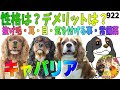 キャバリア犬を飼う前に見て欲しい動画・飼い方｜性格・特徴・デメリット・長所・短所（抜け毛・耳、目のケア・常備薬）