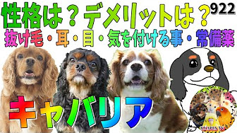 Nan Nan Back Undefined Skip Navigation Search Search Undefined Unavailable Videos Are Hidden Play All キャバリア Cavalier King Charles Spaniel 4 Videos 15 128 Views Updated Today キャバリア アン ポン タン の子犬時代から成長まで