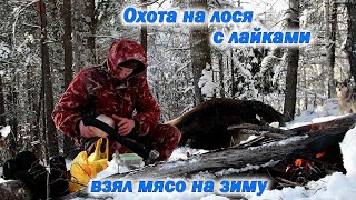 Охота с лайками на лося, добыл мяса на зиму