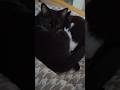 #кот #кошка #доброеутро  #нежность #любовь #мурмур #мяу #cat #love #tenderness #kitty #morning