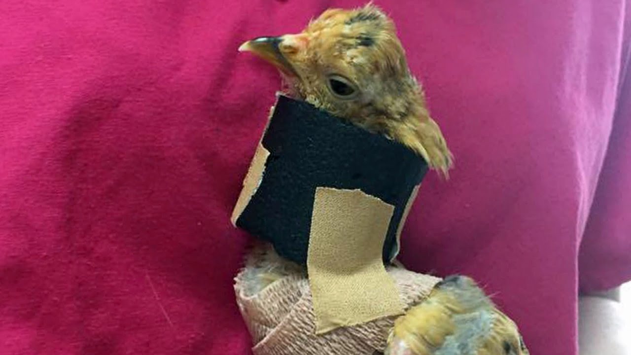 Chicken Gets Neck Brace After Being Horrifically Dragged by Cat YouTube