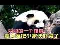 熊猫的胆子有多小？奶妈的一个转身，差点就把小家伙吓哭了