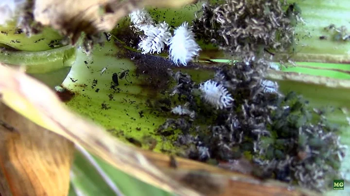 Mealybug Destroyer Larvae Eating Aphids on Corn. C...