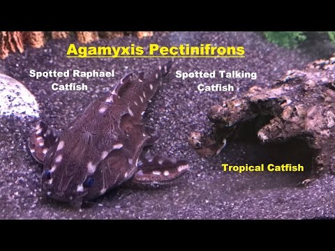 Spotted Hoplosternum Catfish (Megalechis thoracata) at Tyne Valley Aquatics ( near Newcastle ) from YouTube · Duration: 56 seconds · 1,000+ views · uploaded on 1/28/2009 · uploaded by Pondguru Spotted Hoplosternum Catfish (Megalechis thoracata) at Tyne Valley Aquatics ( near Newcastle ) from YouTube · Duration: 56 seconds · 1,000+ views · uploaded on 1/28/2009 · uploaded by Pondguru