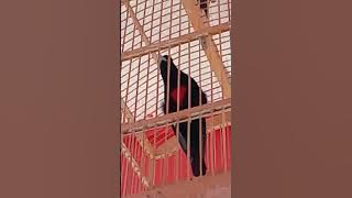 kepodang dada merah gacor