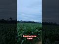 Plantação de milho#vidanaroça #agro #milho#soja#rondônia#volvo#masseyferguson