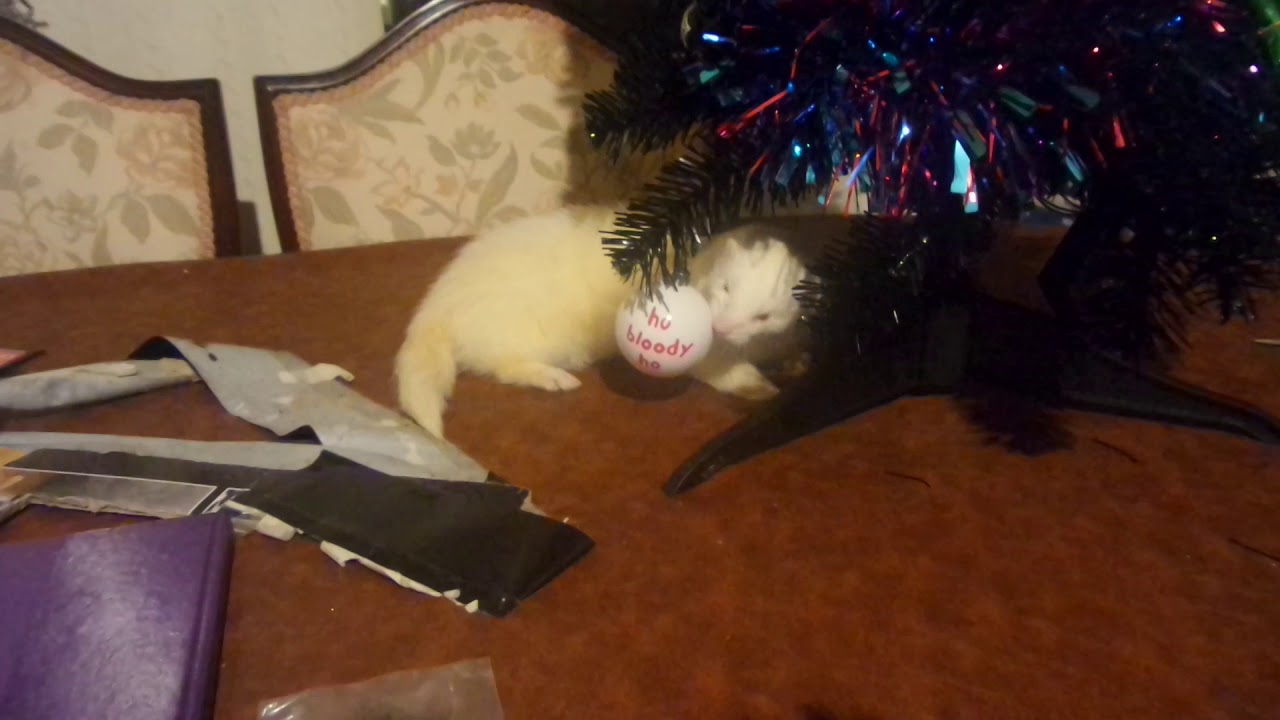 Ferret + Christmas Tree 2 YouTube