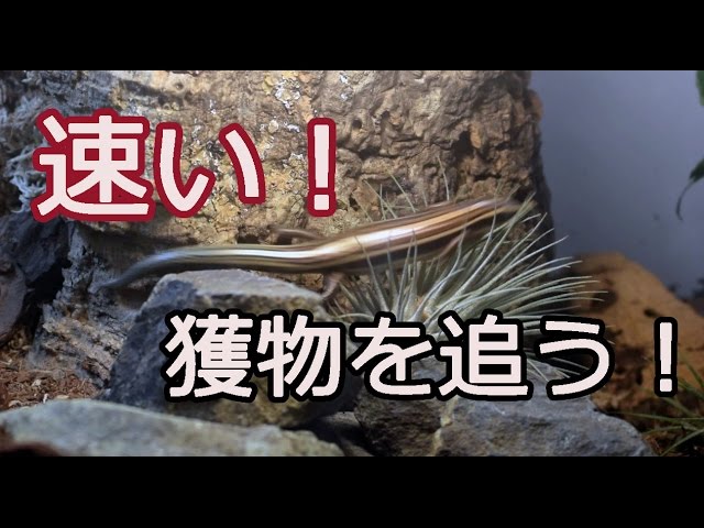 実況 獲物を追うトカゲ 水槽内で走り回る 撮影の苦労 Lizard Youtube