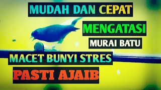 Murai Batu STRES BERAT Akan SEGERA GACOR Dengan Cara ini...