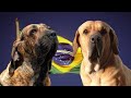 El Poderoso Perro fila brasileiro| raza mas popular de Brasil