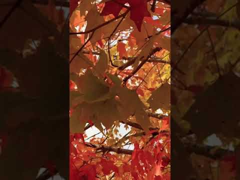 Amazing Fall Colors
